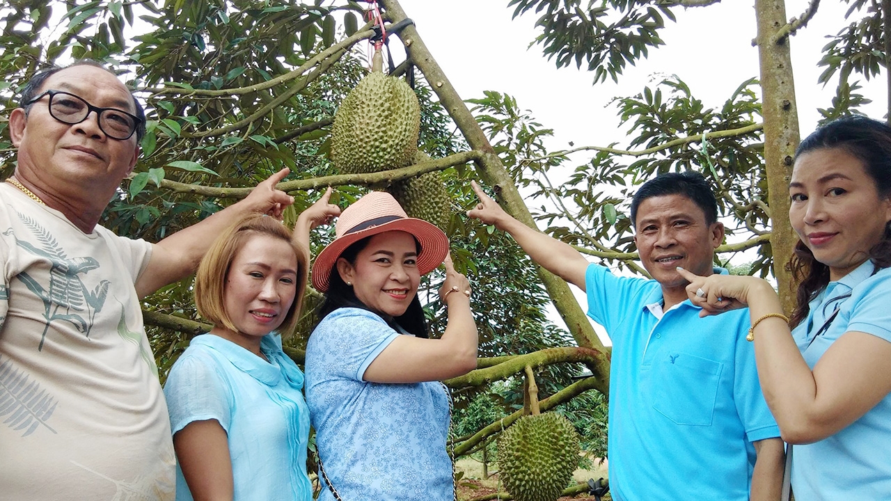 ชิมช็อป “ทุเรียนลูกยักษ์” ผลผลิตบนดอย