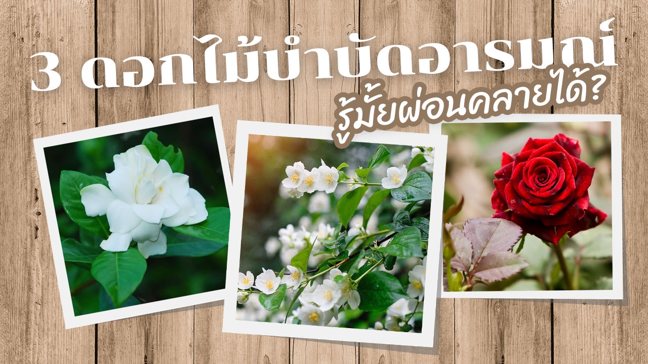3 ดอกไม้บำบัด ให้กลิ่นผ่อนคลายได้แม้นั่งอยู่หน้าคอมฯ