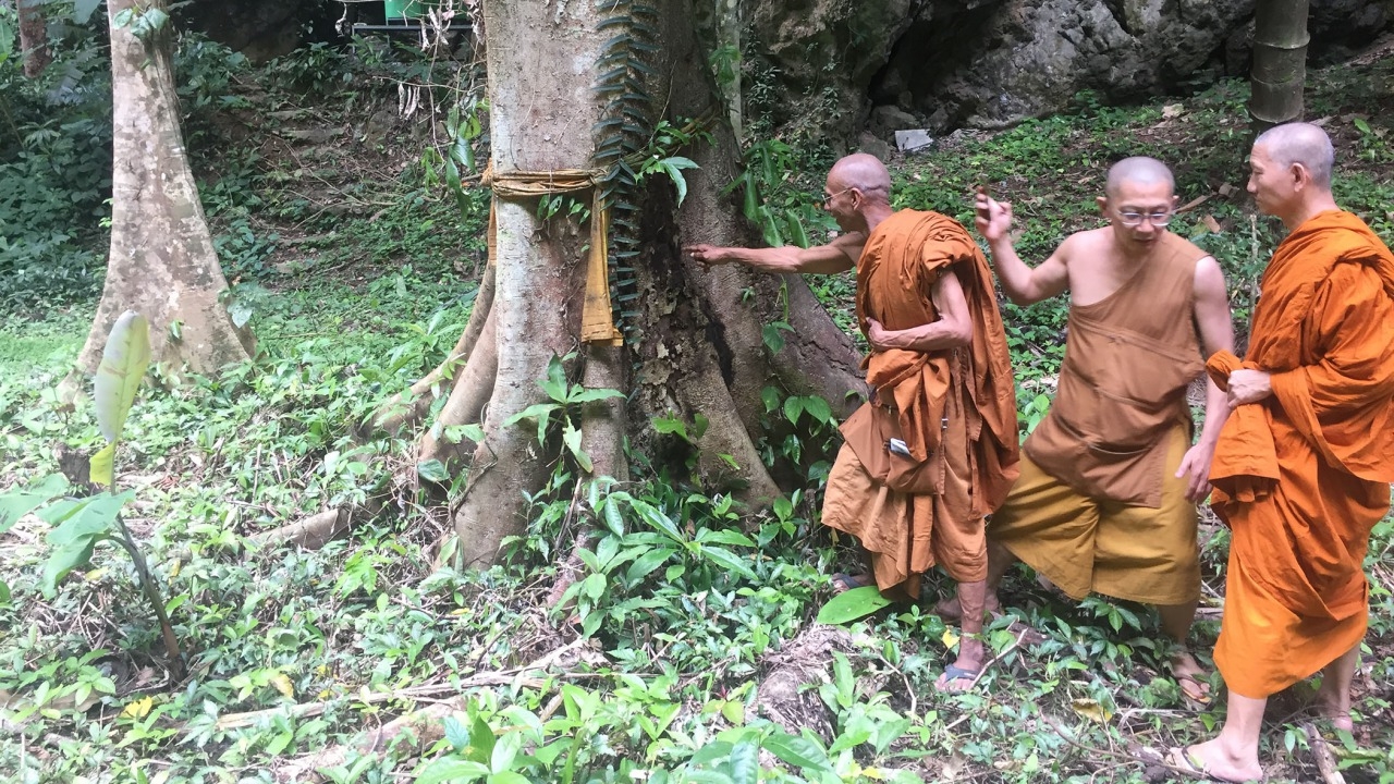 แจ้งจับพระวัดถ้ำเสือ ทายาฆ่าต้นไม้กว่า 100 ต้น ในเขตบริเวณวัด