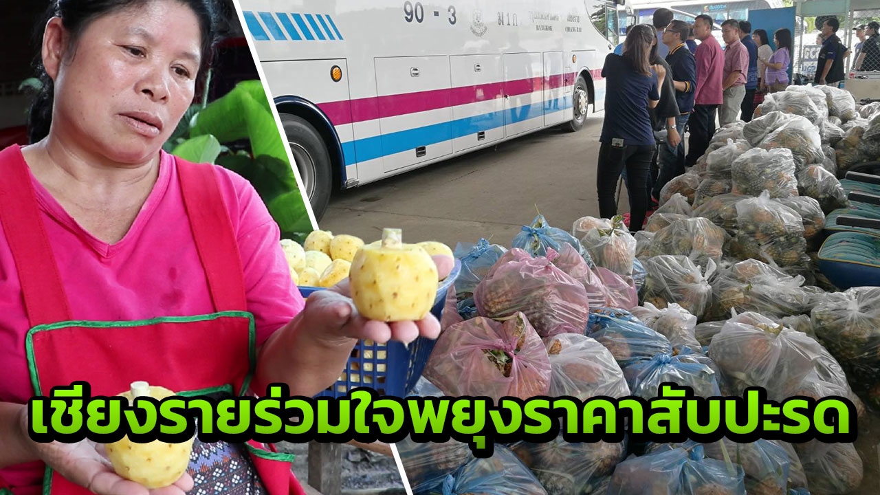 เชียงรายผนึกกำลังอุ้มสับปะรด ระบายสู่ตลาด หวังเพิ่มมูลค่าชุมชน