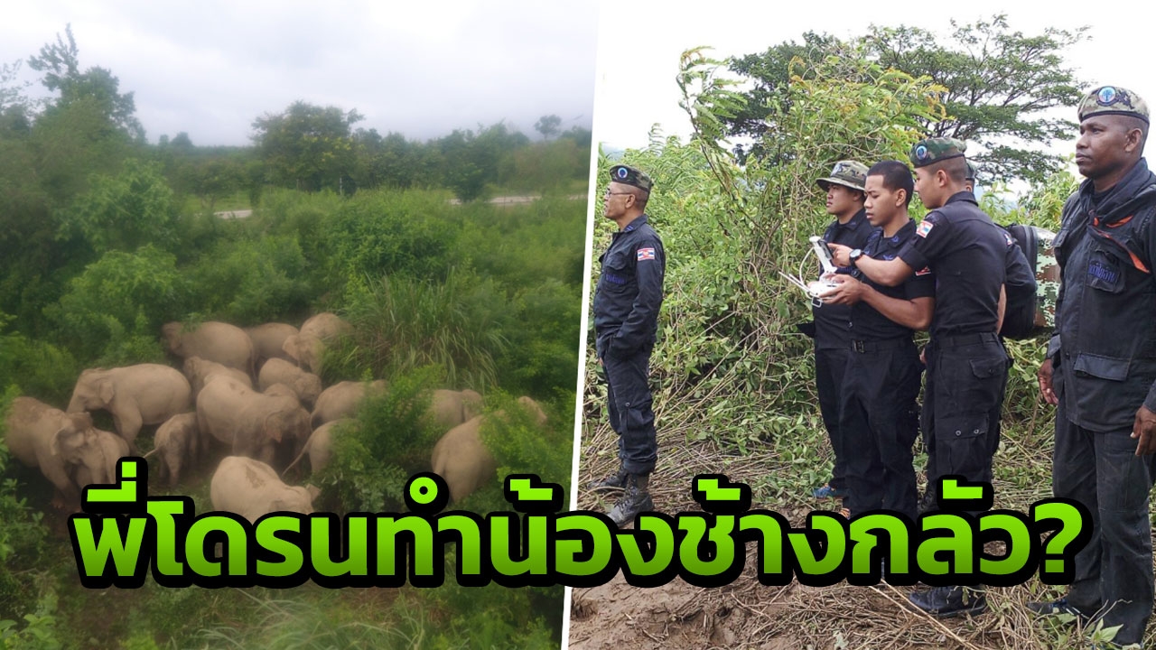 ไขข้อข้องใจ 'ช้าง' ตกใจหนีโดรน เข้าใจผิดคิดเป็นเสียงผึ้ง จริงหรือ??