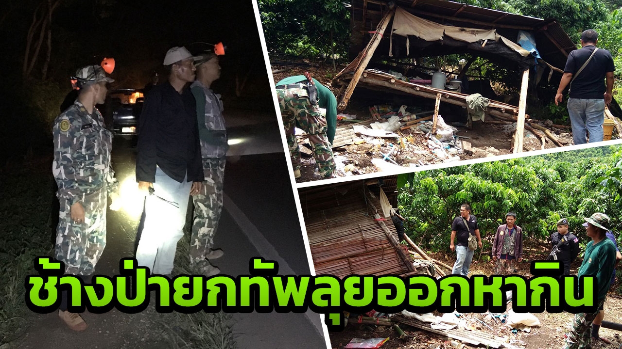ช้างป่ากว่า 10 ตัวลงจากเขาสอยดาวออกหากิน ทำลายพืชไร่ชาวบ้านเละ