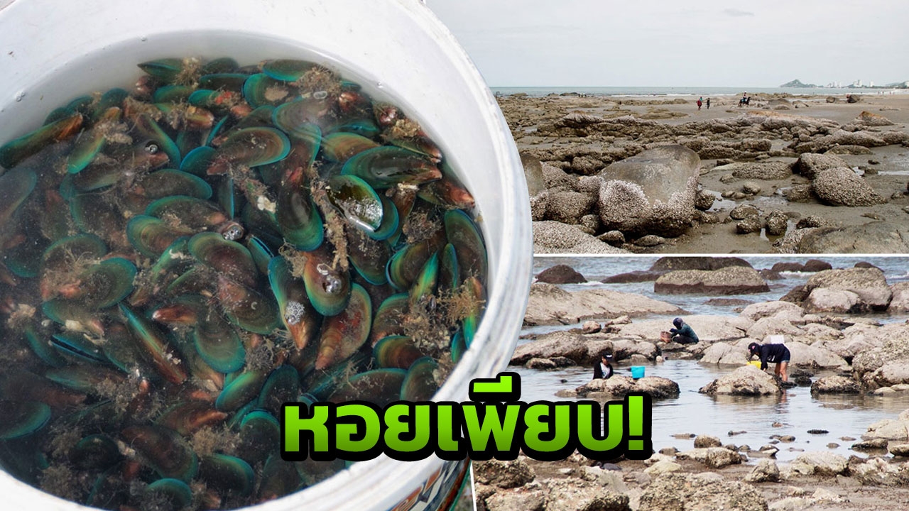 หัวหินเป็นถิ่นมีหอย นำ้ลงแนวโขดหินโผล่ชัด ชาวบ้านแห่แซะหอยไปขาย