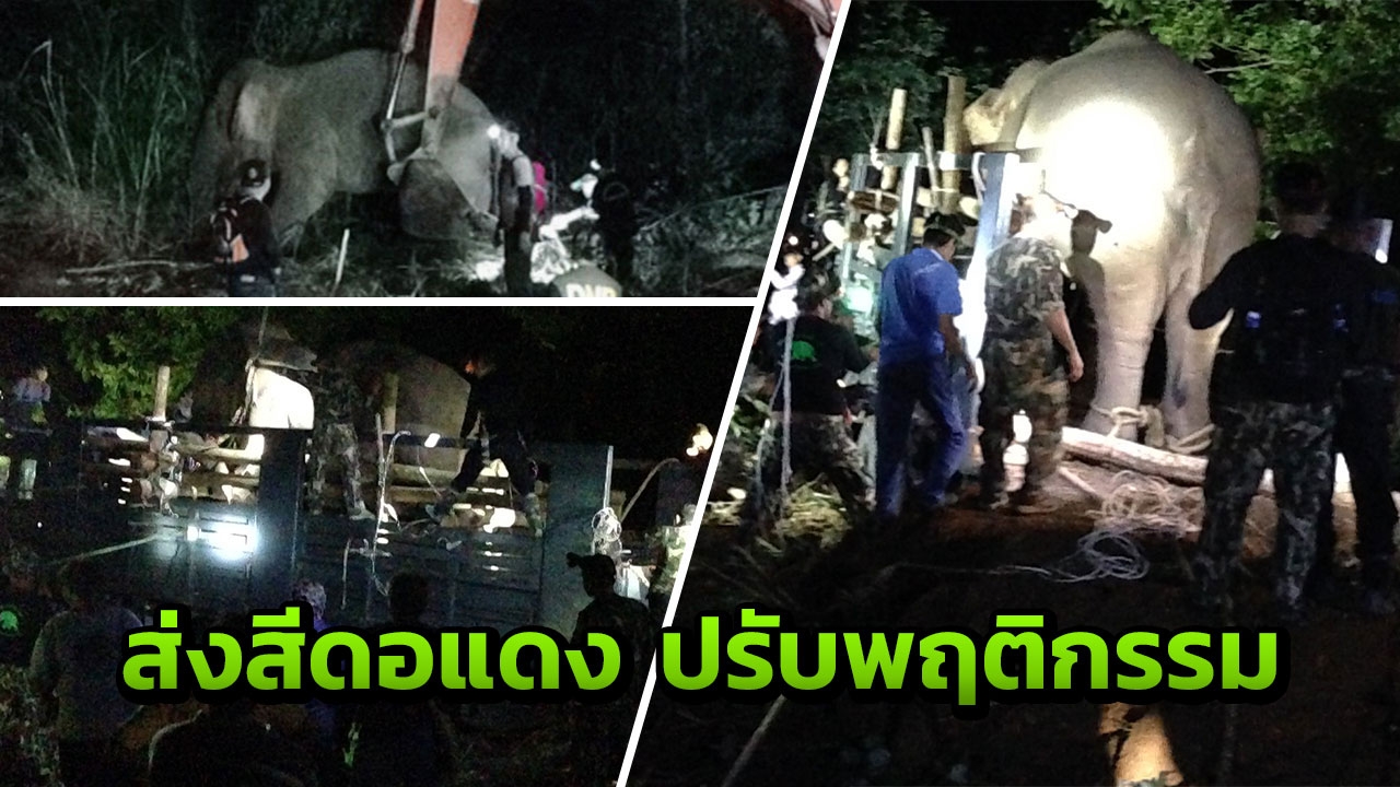 จับ 'สีดอแดง' ช้างป่าเกเรสำเร็จ ส่งปรับพฤติกรรม ศูนย์กักกันสัตว์