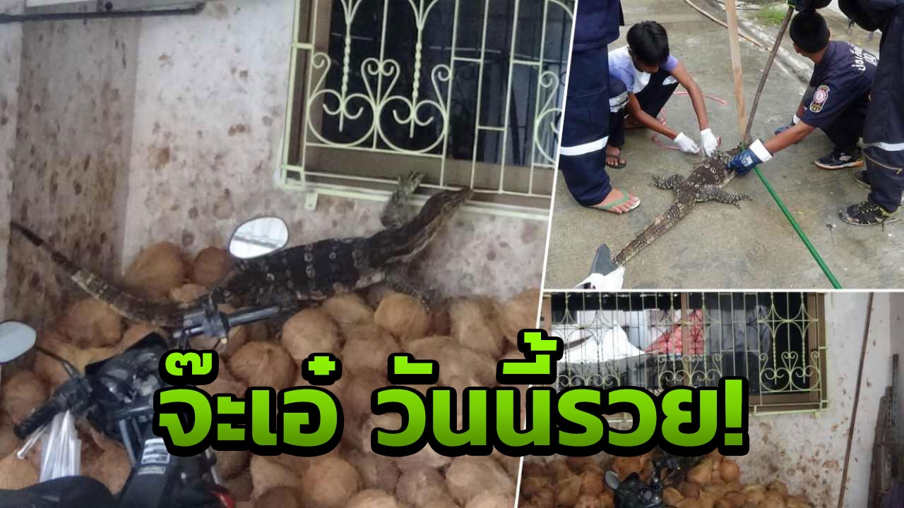 ตัวดี มาหา! ตะกายตึกที่อ่างทอง โผล่ทักทายวันหวยออก  