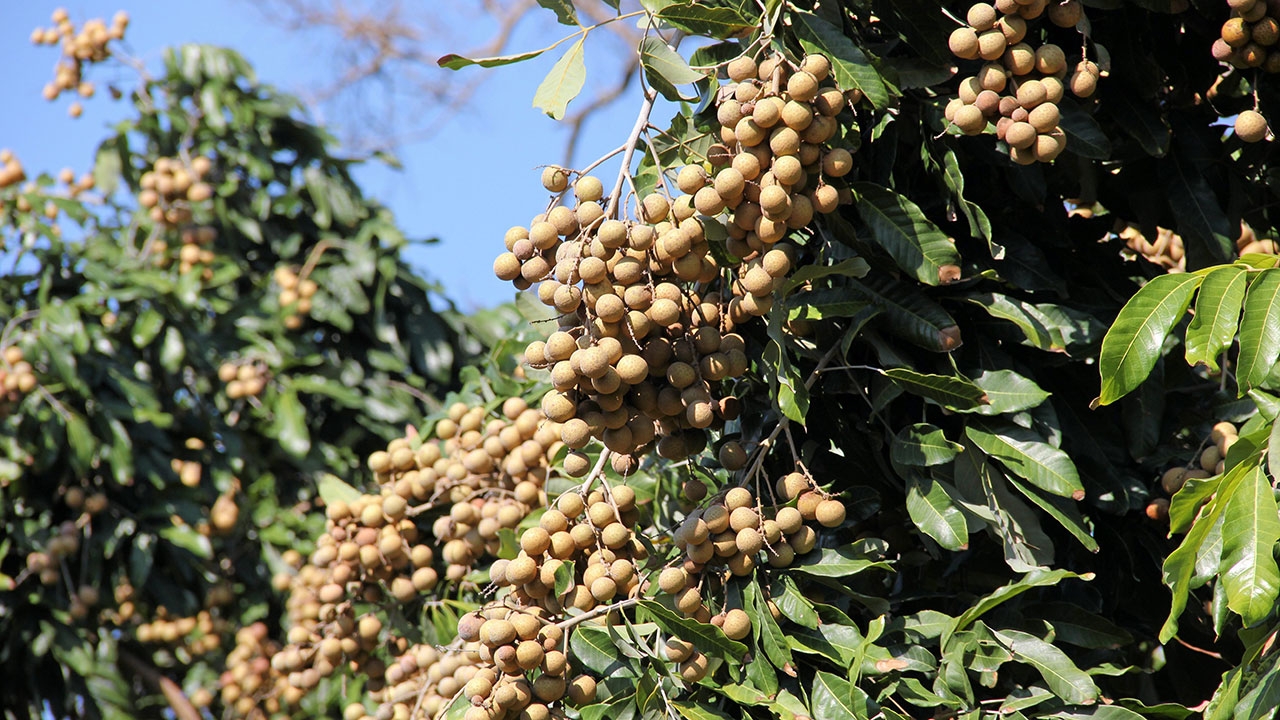 ชวนสั่งซื้อ “ลำไย” ส่งไปรษณีย์ ตัดเกรดเอขายแก้ลำล้นตลาด