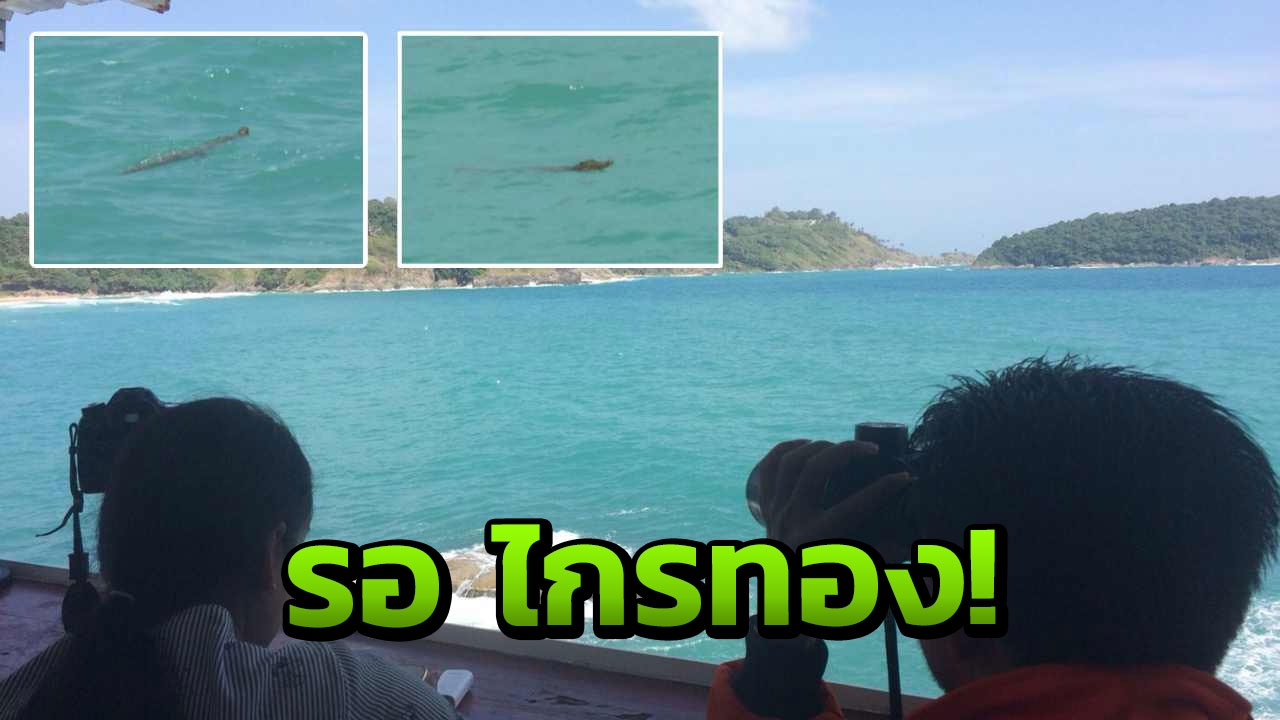 หมดแรงแล้ว ไอ้เคี่ยมโต้คลื่น หาดในหานภูเก็ต รอ ‘ไกรทอง’ มาจับ