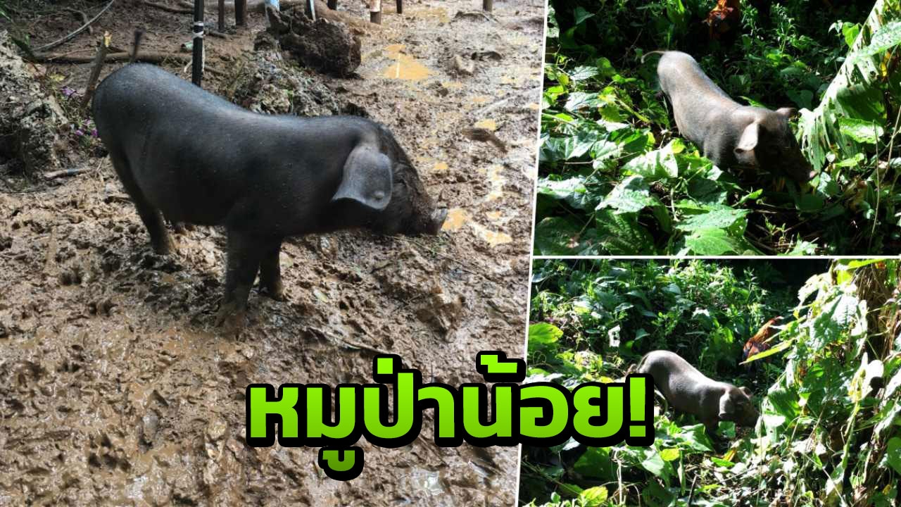 จะไปแล้วเหรอ! หมูป่าน้อยรอส่งทีมซีล ถ้ำหลวงกลับสู่ความสงบ 