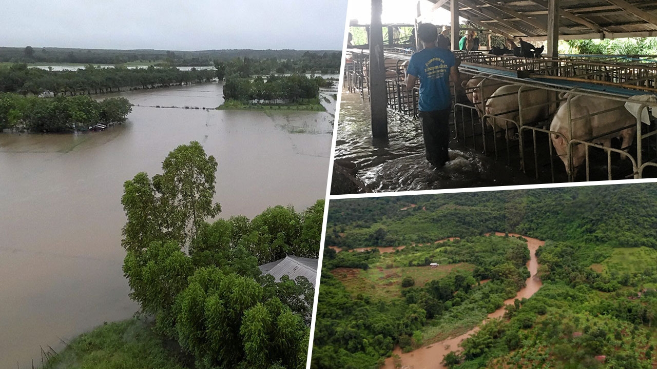 ฝนถล่มยับ! ท่วมหนักข้อ พาหมูหนีน้ำ พิษ 'เซินติญ'