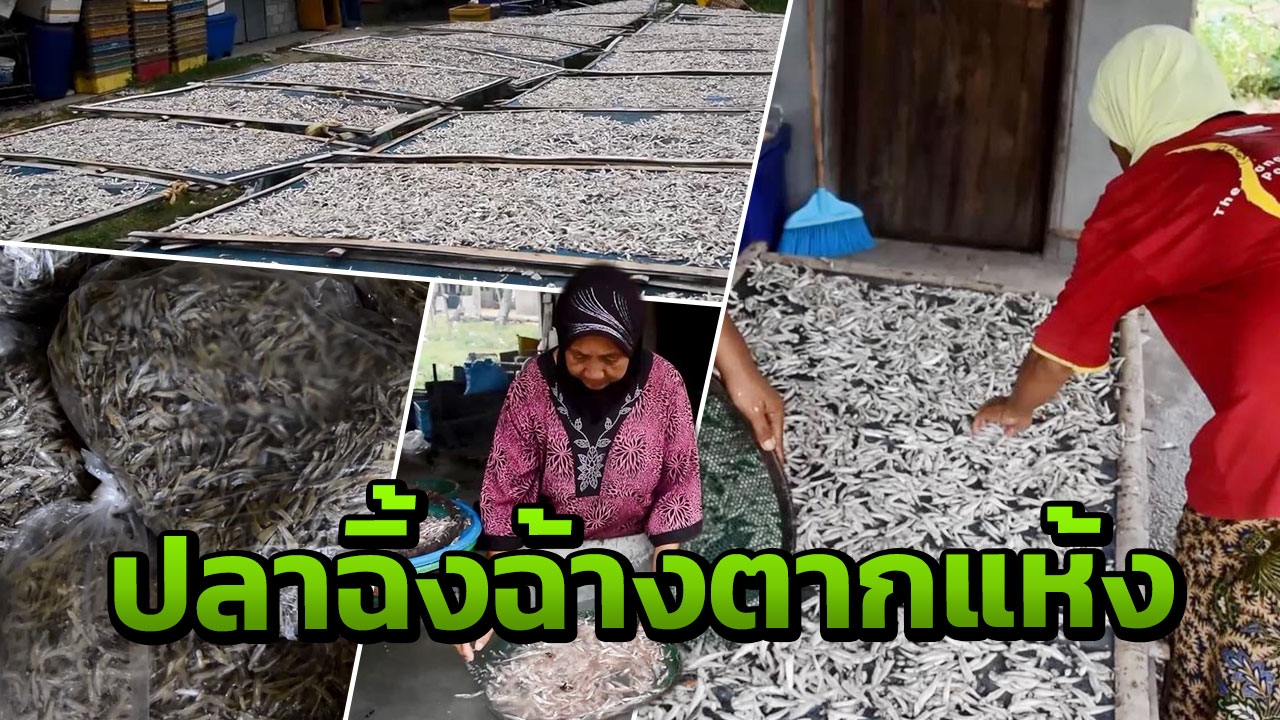 ไม่ธรรมดา! ปลาฉิ้งฉ้างตากแห้ง ส่งขายมาเลย์ สร้างรายได้งดงามให้ชาวตากใบ
