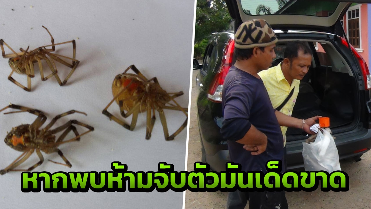 ชัด! แมงมุมพิษพบในบ้าน กระบี่ 'แม่ม่ายน้ำตาล' สายพันธุ์เดียวกับ 'แม่ม่ายดำ'