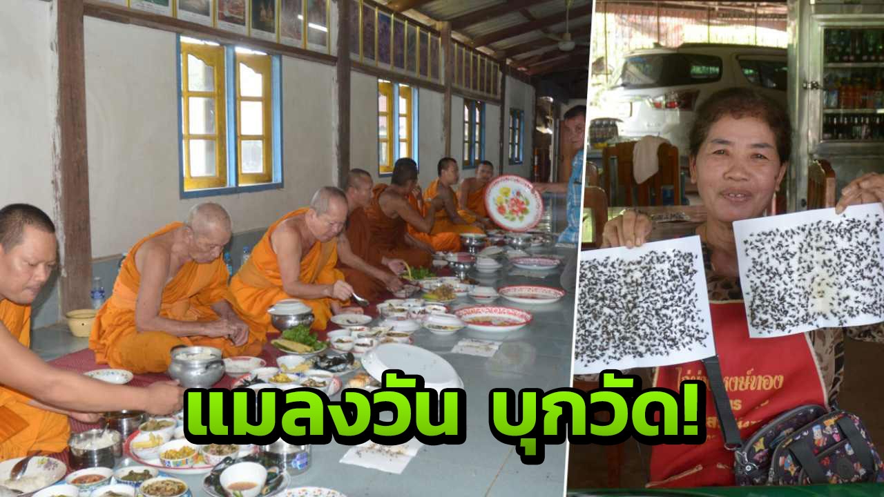 ฉันไม่เป็นสุข! พระที่กบินทร์ ยังต้องผจญ กองทัพแมลงวัน 