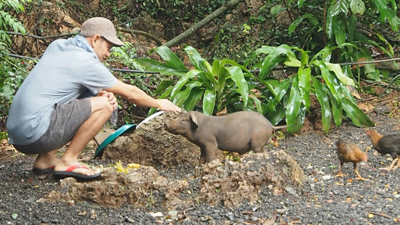 หมูป่าหน้าถ้ำหลวงสบายดี มีคนแวะมาให้อาหาร เผยชอบกินข้าวมาก