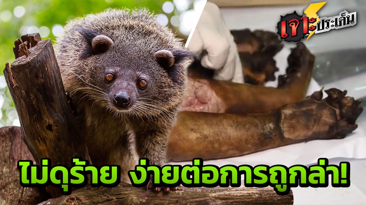ใกล้สูญพันธุ์! รู้จัก 'หมีขอ' สัตว์สุดเชื่อง คนใจร้ายเชือด ปรุงยาโด๊ป