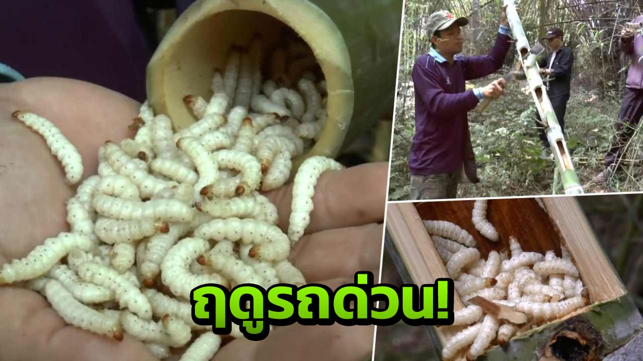 เข้าป่าหา รถด่วน! แซ่บโปรตีนสูง ขายสร้างรายได้วันละพัน 