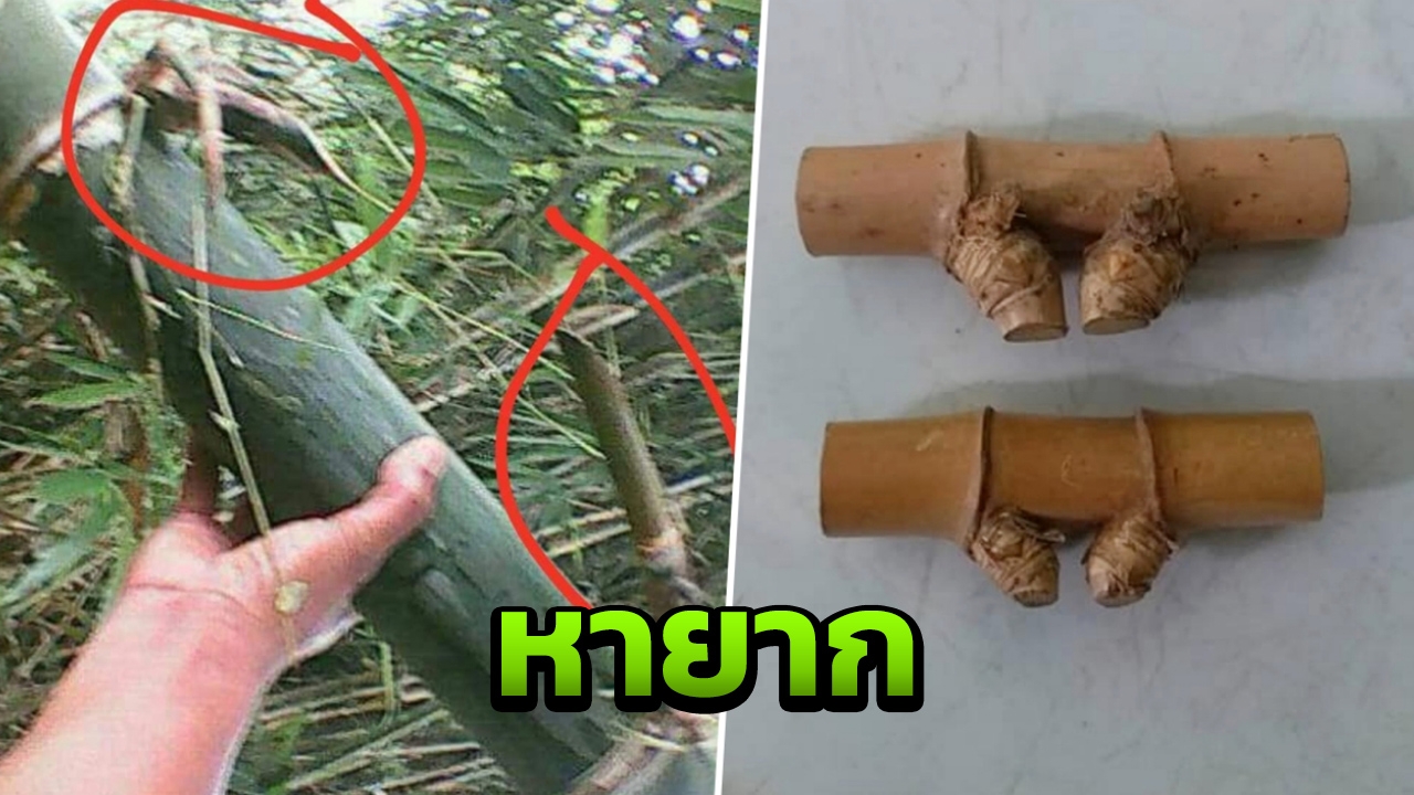 ตรงตามตำรา! หนุ่มรับซื้อไม้ไผ่หายาก ท่อนละ 5,000 บาท ไปทำของขลัง