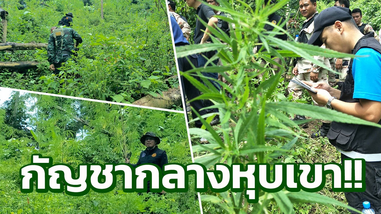 บุกทำลายแปลงกัญชาขนาดใหญ่ลอบปลูกในป่าที่เพชรบุรี ยึด 300 กิโล