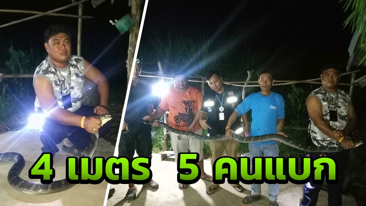 แห่ตีเลขเด็ด จงอางยักษ์ ยาว4เมตร เลื้อยเข้าบ้าน ต้องใช้5คนช่วยกันแบก