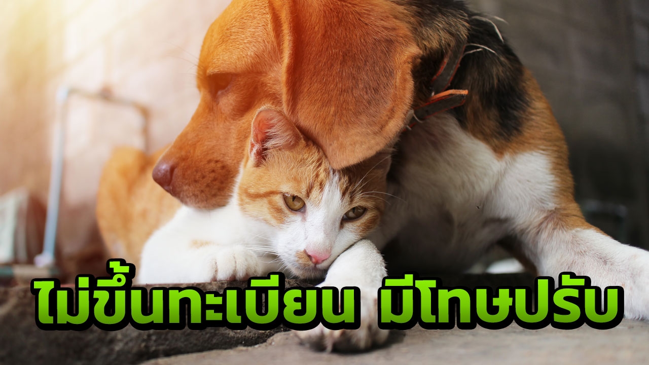 คนเลี้ยงสัตว์สะเทือน ครม.อนุมัติขึ้นทะเบียนหมา-แมว ฝ่าฝืนปรับหลักหมื่น