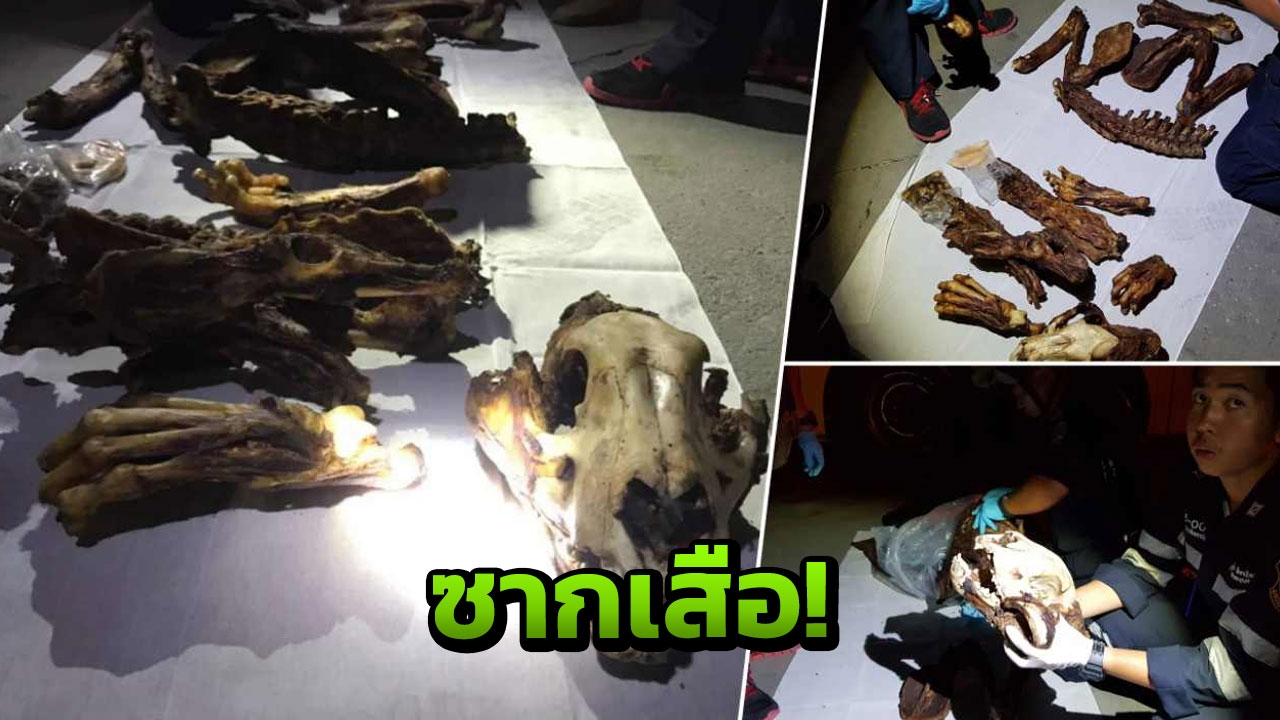 ผงะซากเสือ!! บนรถทัวร์ เวียดนามสารภาพ ควัก 3 หมื่น ซื้อมาจาก จ.ตาก
