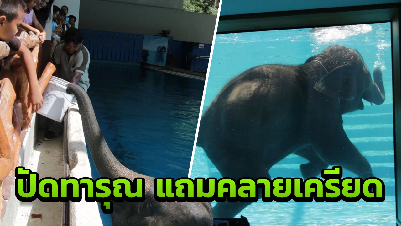 สวนสัตว์ปัดทารุณช้าง โชว์ว่ายน้ำในตู้กระจก หลังทั่วโลกลงชื่อยุติแสดง