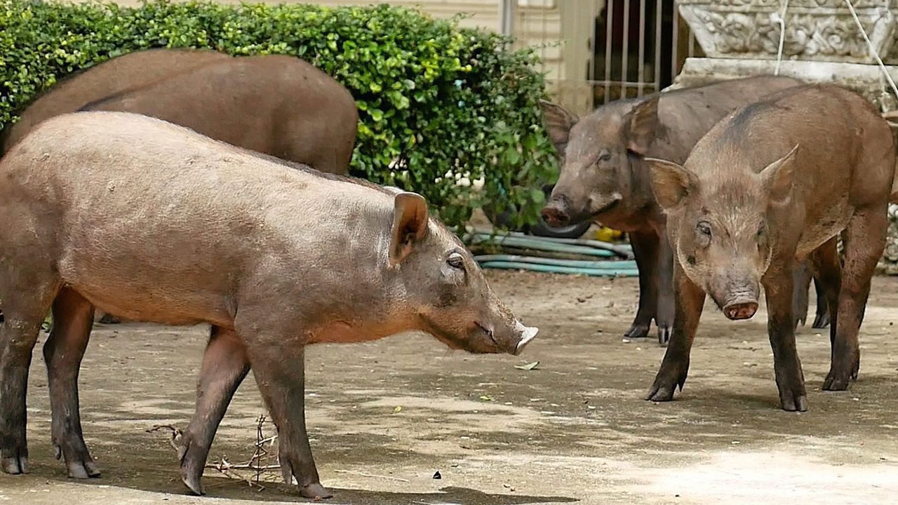 ชาวชุมชนสามัคคีพัฒนา สุดทนกับ หมูป่ากว่า 20 ตัว เดินเพ่นพ่าน อึถ่ายเรี่ยราด