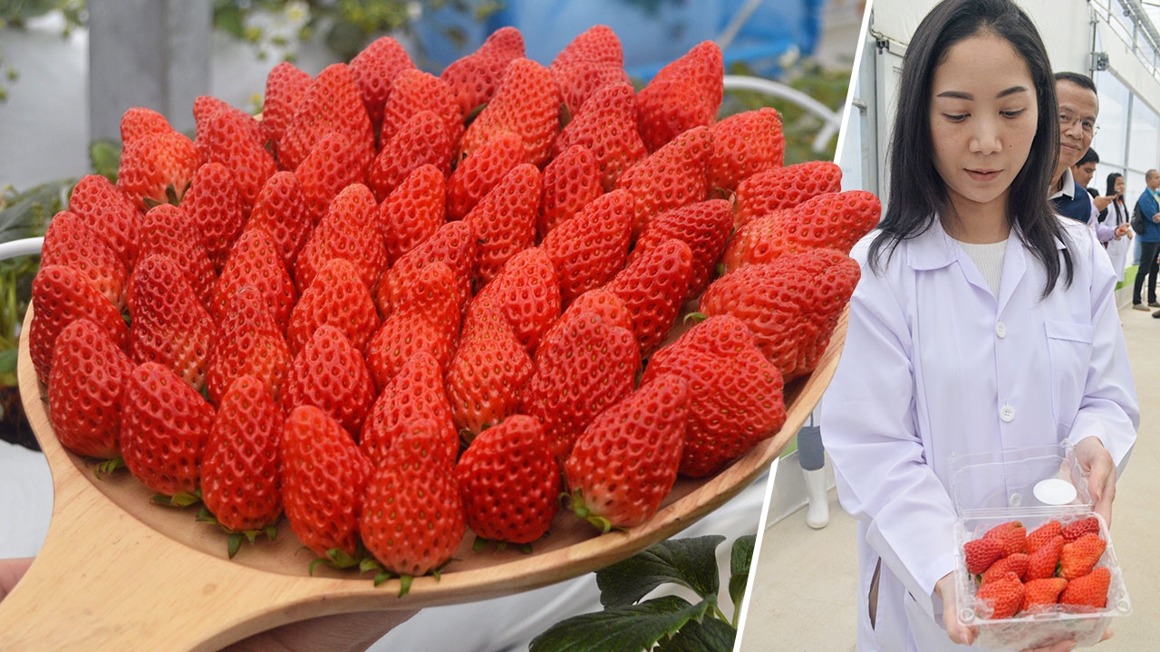 สตรอว์เบอร์รี..ระยอง 12 ลูก..1,700 บาท