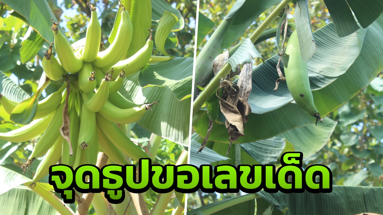 กล้วยประหลาด มีลูกเดียวเท่าแขน อีกต้นลูกคล้ายมือพระพิฆเนศ แห่ขอเลขเด็ด