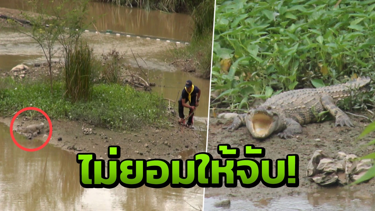 'ชุดไกรทอง' ยังจับ 'จระเข้' โผล่กลางหาดใหญ่ไม่ได้ จ่อปรับแผนใหม่