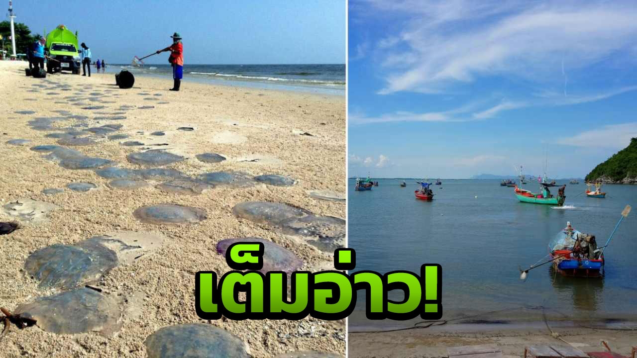 อากาศเปลี่ยนแปลง  แมงกะพรุนเต็มอ่าว ประมงต้องหยุดวางอวน  