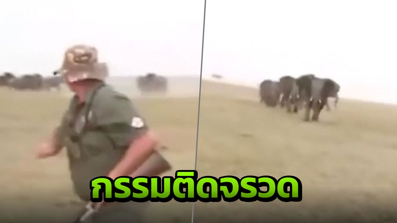 นักล่าสัตว์หนีกระเจิง โดนช้างทั้งโขลงวิ่งไล่ หลังยิงช้างตาย (คลิป)