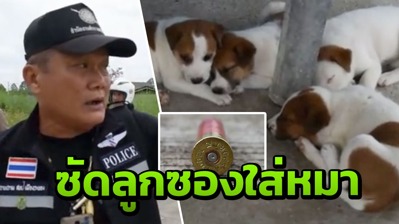 มนุษย์ใจบาป!! ลากลูกซองยิงหมาแม่ลูกอ่อนตาย ทิ้งลูก 6 ตัว กำพร้า