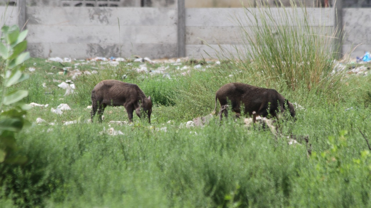 จนท.หาทางช่วยฝูงหมูป่าติดในที่เอกชน เพื่อมอบให้ ปชช.ที่สนใจเลี้ยงต่อ