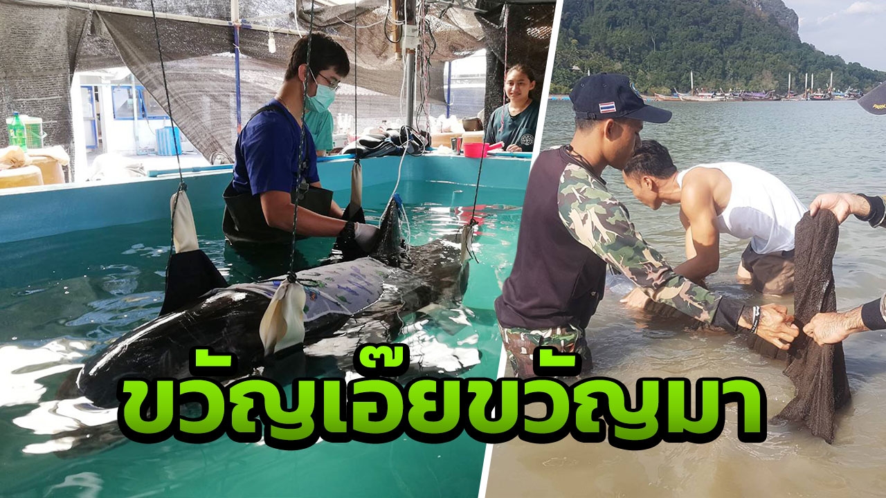 เร่งช่วย "โลมาริสโซ" สายพันธุ์หายาก ถูกคลื่นซัดเกยตื้นอ่าวไร่เลย์ กระบี่