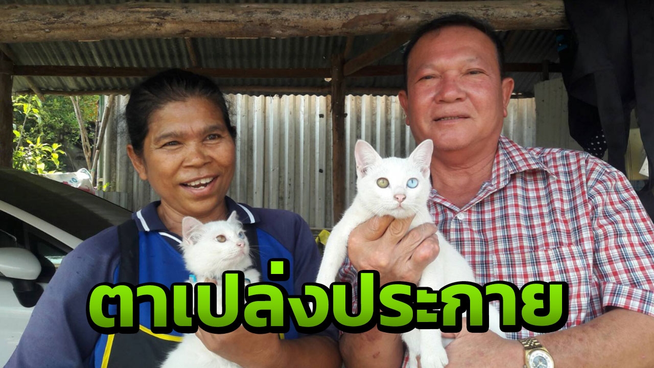 ชาวบ้านไม่เคยเห็นรุมดู "ลูกแมวตา 2 สี" เจ้าของเชื่อจะได้โชค