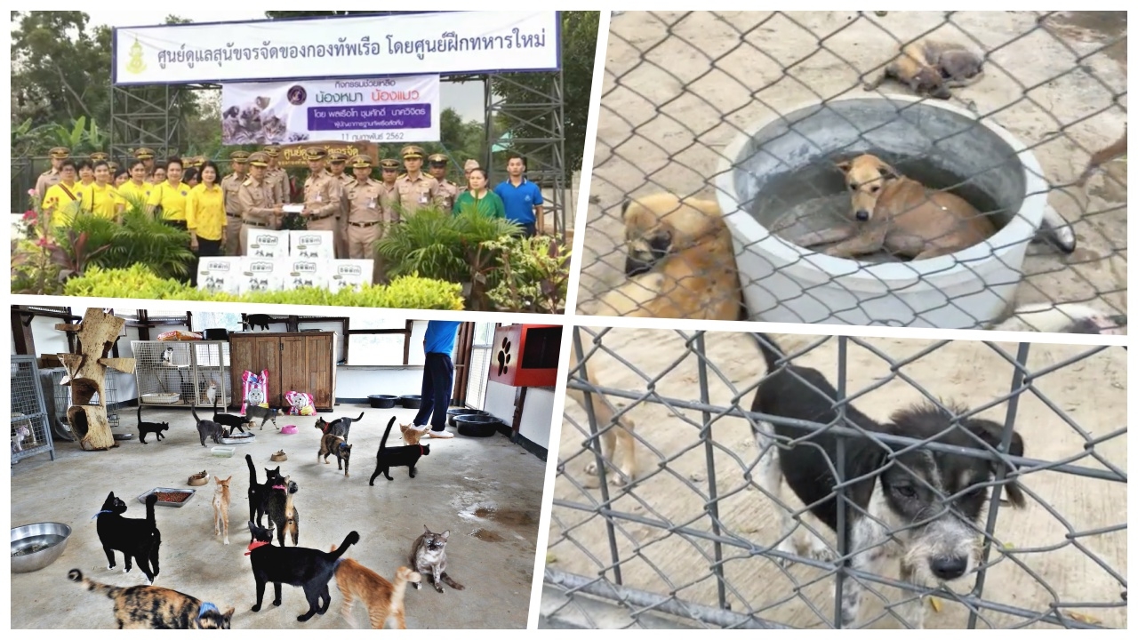 ชวนร่วมทำบุญ บริจาคเงิน-อาหาร ให้น้องหมาแมว ที่ศูนย์สุนัขจรจัด ทร.