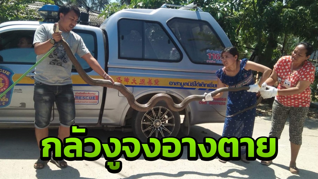 จงอางยาว 5 ม. ติดอวนดักปลา สาวเมืองคอนช่วยกู้ภัยแกะออก หวั่นงูจะตาย