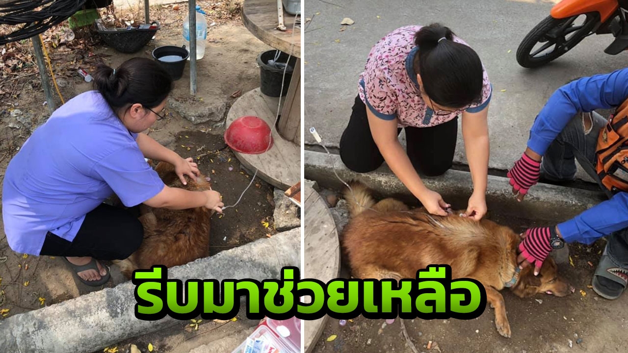 ซึ้งน้ำใจ "หมอ" กำลังเศร้าแม่ป่วย ยังปลีกตัวมารักษาสุนัขถูกวางยา