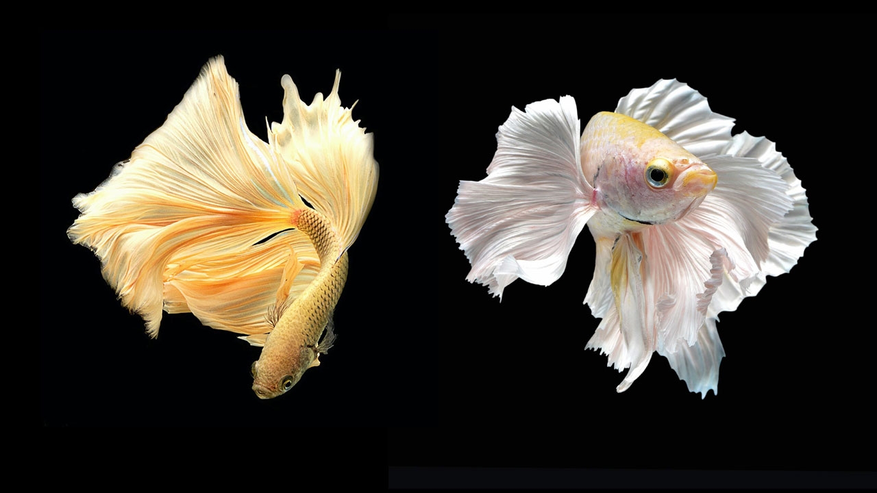 กระชับพื้นที่คุ้มครอง "ปลากัด" ป้องกันปัญหาโจรสลัดชีวภาพ-ขโมยพันธุกรรม