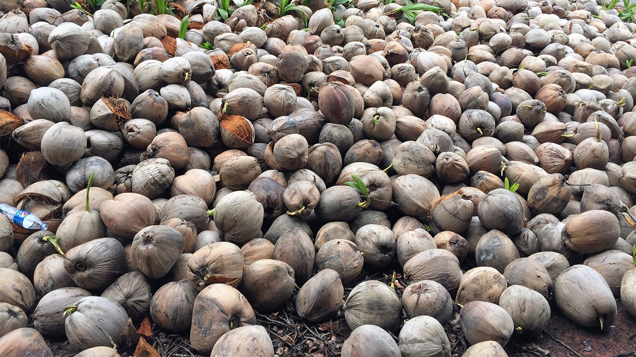 คุมเข้มลักลอบนำเข้า "มะพร้าว"