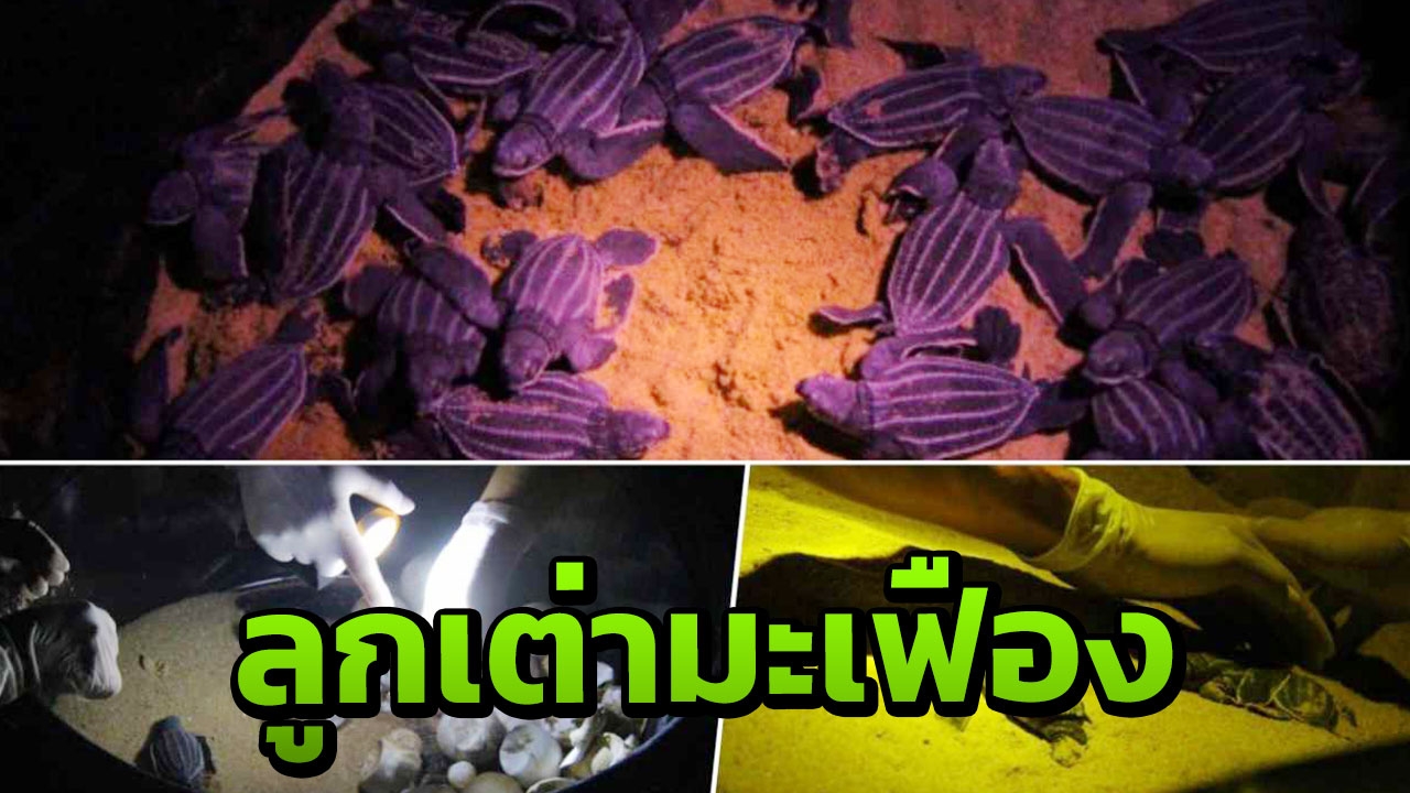 ฟักแล้ว ลูกเต่ามะเฟืองหาดคึกคัก รอดจากหลุมปล่อยลงทะเล 48 ตัว 