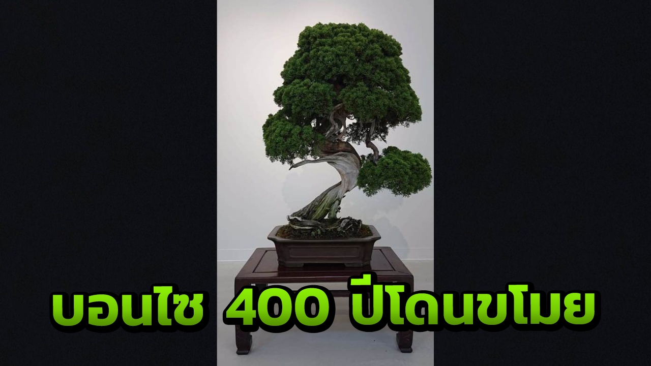 เจ้าของใจสลาย บอนไซอายุ 400 ปีโดนขโมย วอนโจรช่วยรดน้ำอย่าให้ตาย