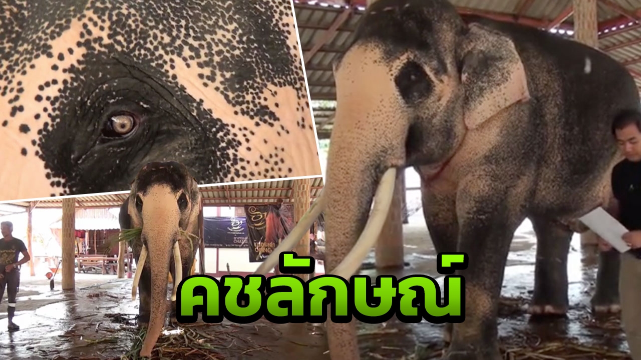 ตรวจคชลักษณ์ "พลายเอกชัย" เจ้าของพร้อมน้อมเกล้าฯ ถวายเป็นช้างมงคล 