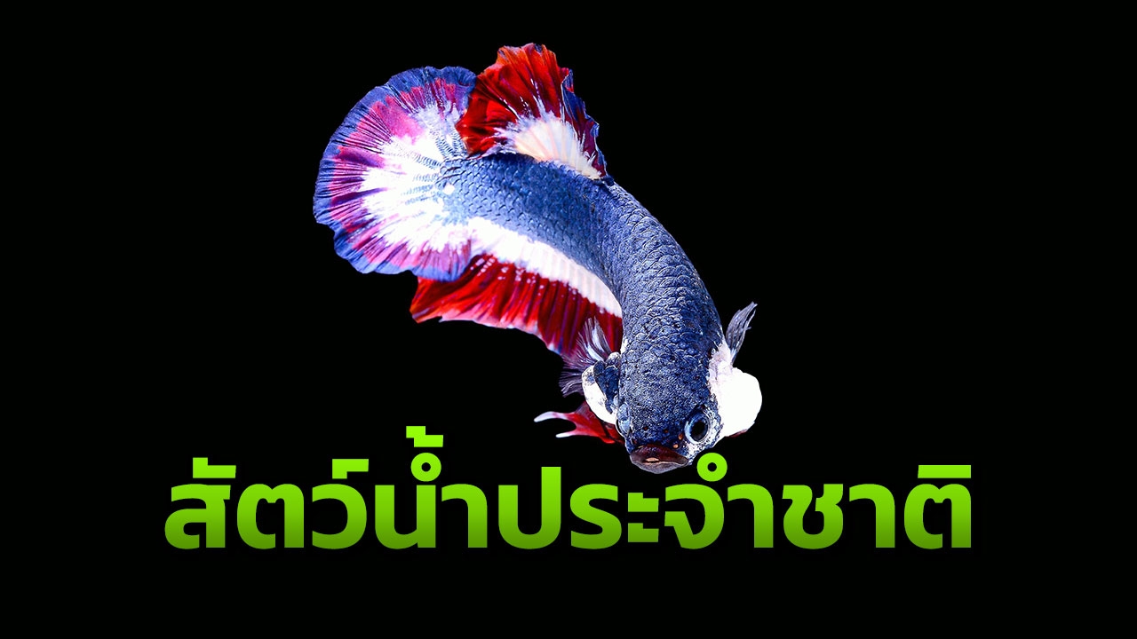 ไฟเขียว "ปลากัดไทย" เป็นสัตว์น้ำประจำชาติ ชี้มีความโดดเด่นมีเอกลักษณ์