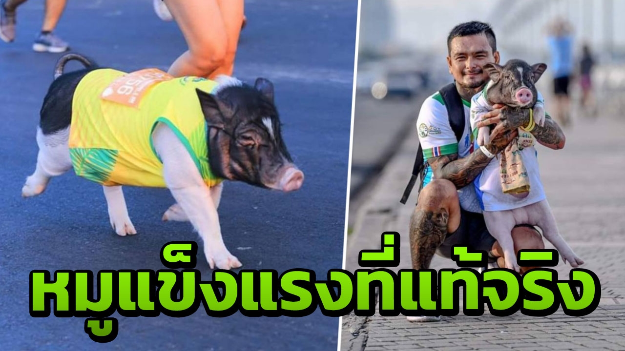 วิ่งแบบพี่ตูน โซเชียลหลงรัก "เฉาก๊วย" หมูแข็งแรงลงวิ่งมาราธอนชลบุรี