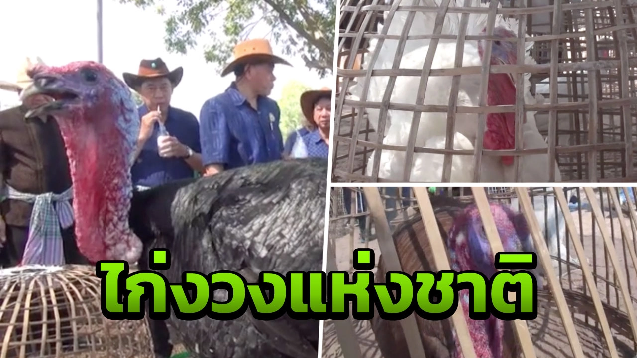 ครั้งแรกของไทย มหาสารคาม จัดงาน "ไก่งวงแห่งชาติ" เพิ่มช่องทางการตลาด