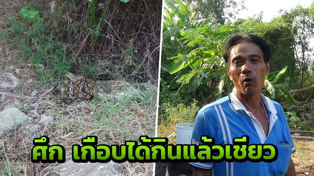 เหลือมยักษ์รัดจะเขมือบตัวเงินตัวทอง โชคดีไม่ถึงที่ตาย คนช่วยไว้ได้