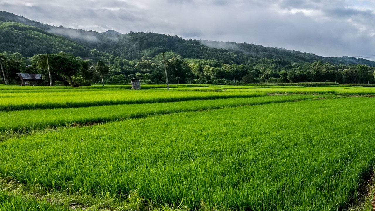 นาน้ำค้าง