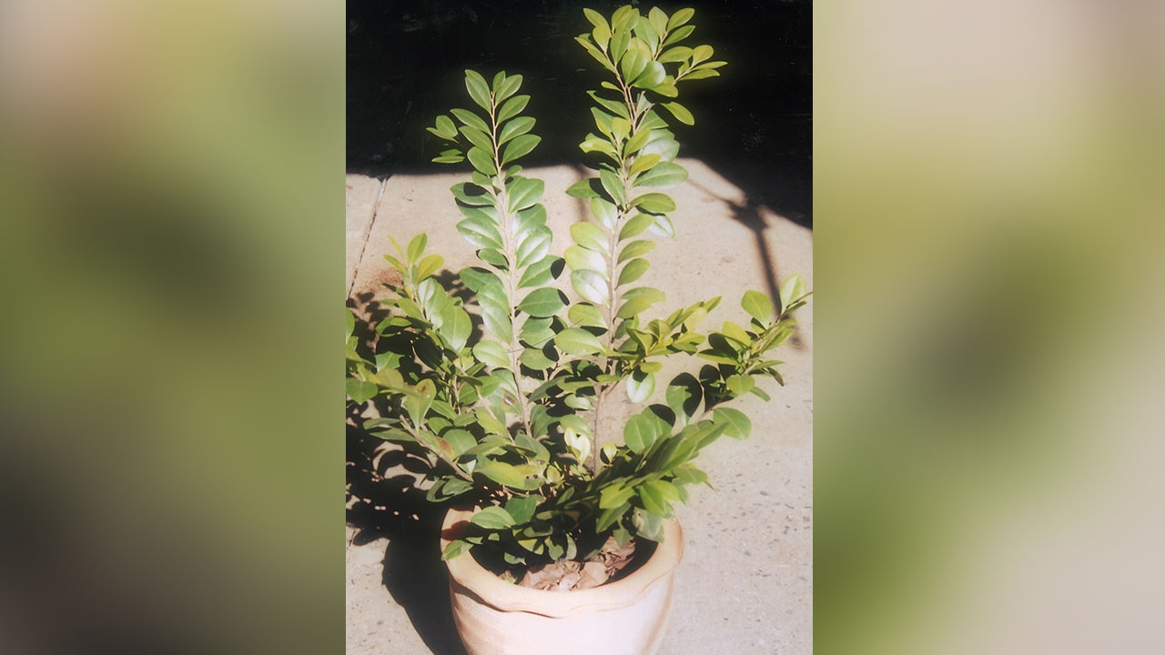 “มะพลับจีน” กับวิธีแก้ฉี่รดที่นอน