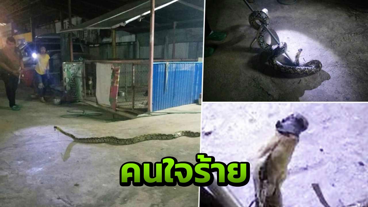 เหลือมยักษ์เลื้อยพึ่งกู้ภัย ฟ้อง คนใจร้าย มัดปากไม่ให้เขมือบ